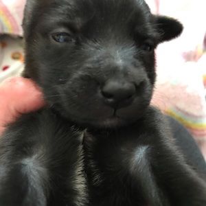 Meet your Posher, Joy